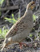 Grey Francolin