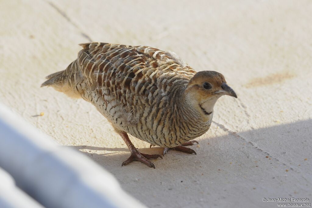 Francolin gris