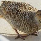 Francolin gris