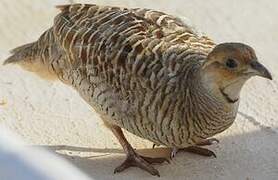 Francolin gris