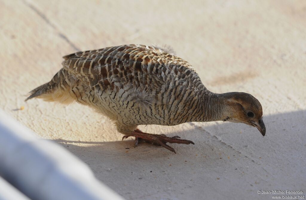 Grey Francolin