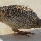 Francolin gris
