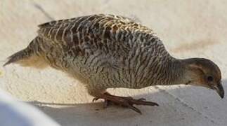 Francolin gris