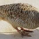 Francolin gris