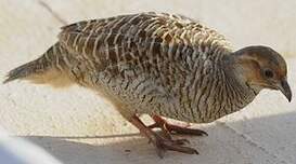 Francolin gris