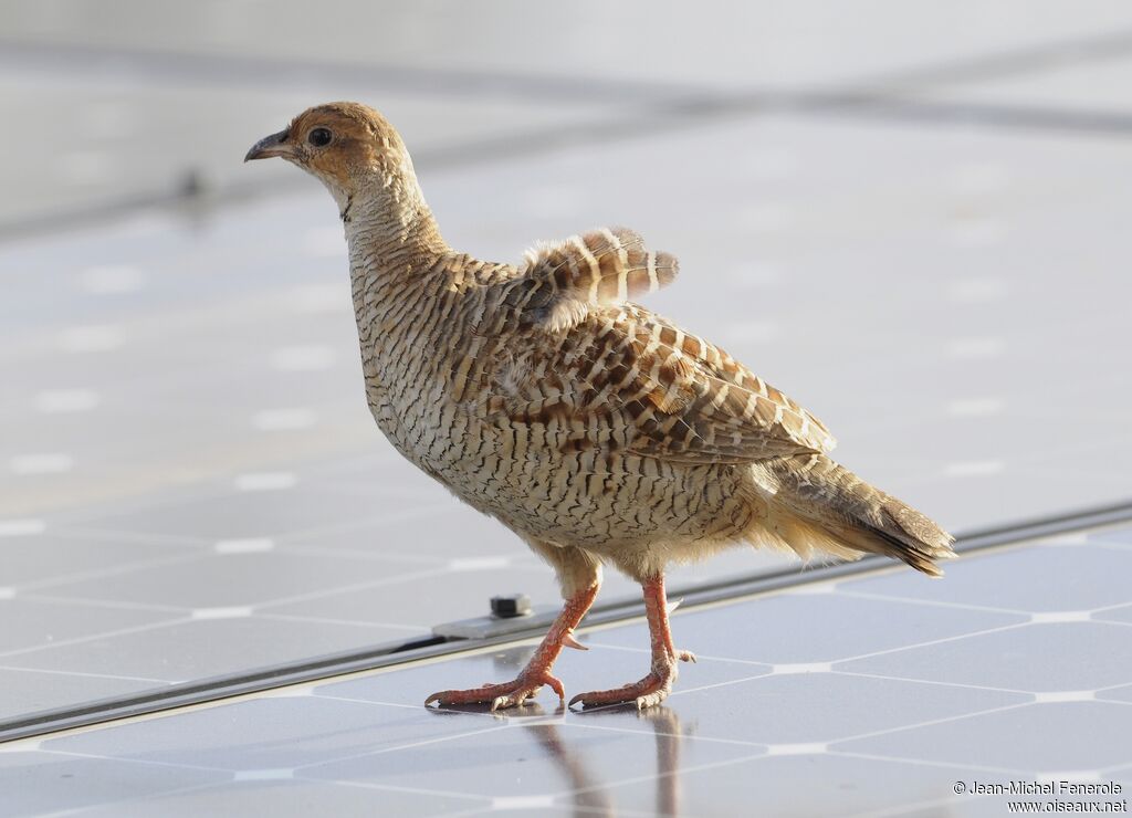 Grey Francolin