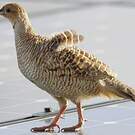 Francolin gris