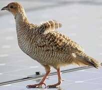 Grey Francolin