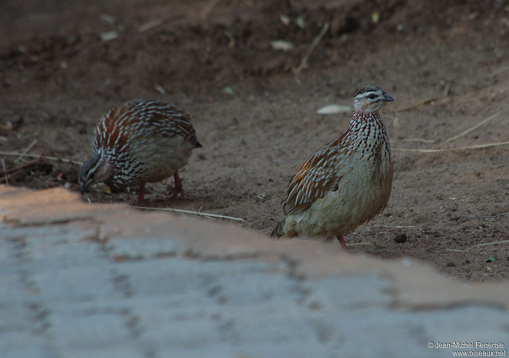 Crested Francolinadult, identification