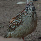 Francolin huppé