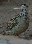 Crested Francolin