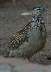 Francolin huppé