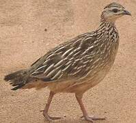 Crested Francolin