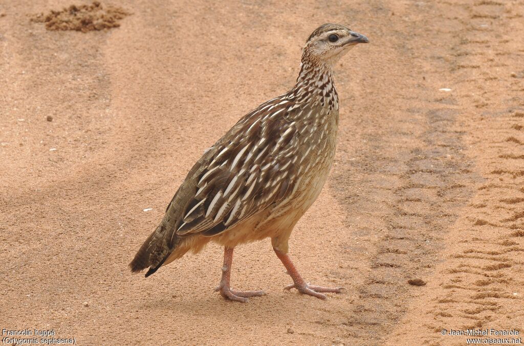 Crested Francolin