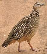 Crested Francolin