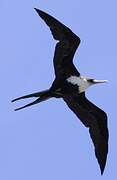 Great Frigatebird