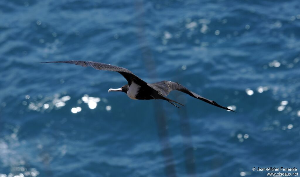 Great Frigatebird