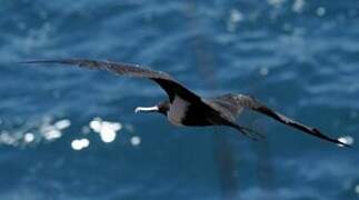 Great Frigatebird