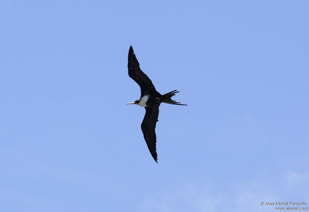 Great Frigatebird