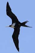 Great Frigatebird