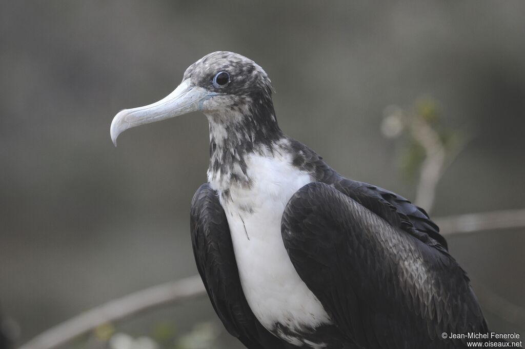 Magnificent Frigatebird female adult