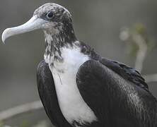 Magnificent Frigatebird