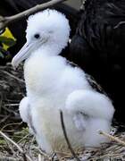 Magnificent Frigatebird