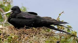 Magnificent Frigatebird