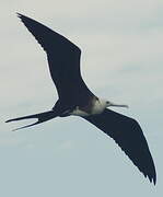 Magnificent Frigatebird