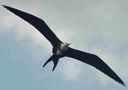 Magnificent Frigatebird