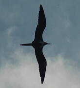 Magnificent Frigatebird