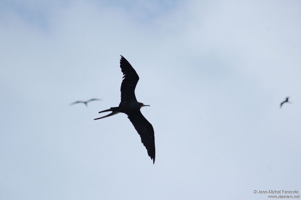 Magnificent Frigatebird male adult