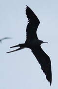 Magnificent Frigatebird