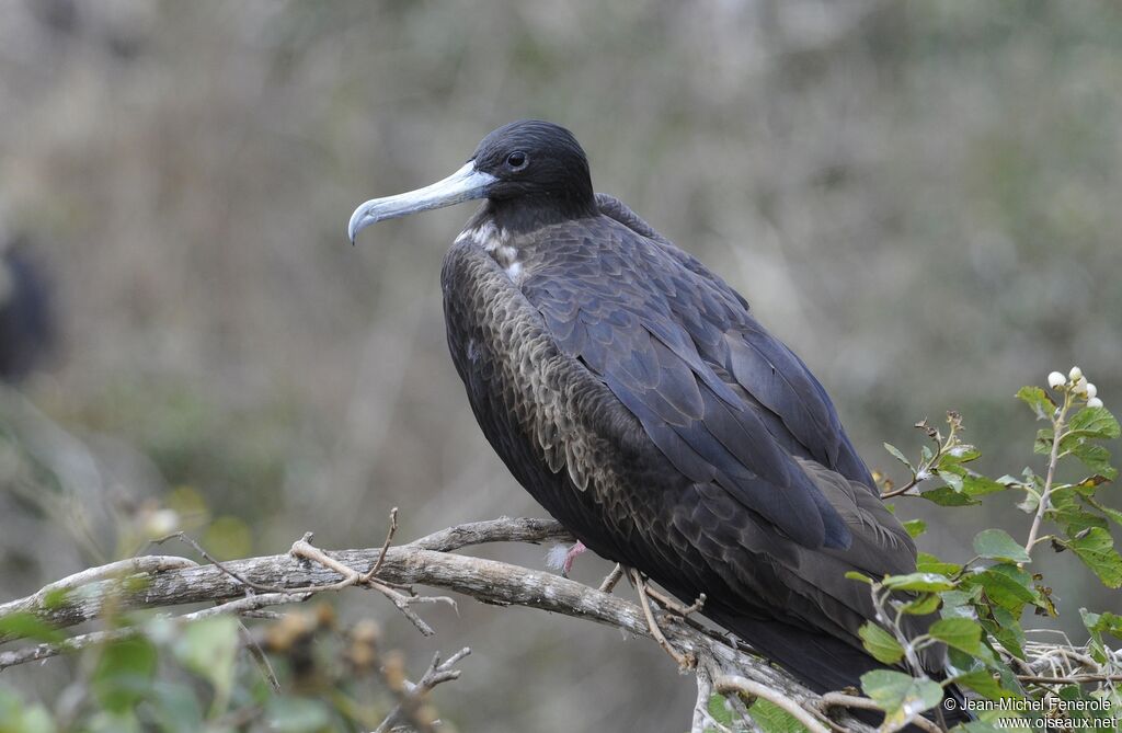 Magnificent Frigatebird