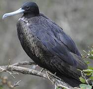 Magnificent Frigatebird