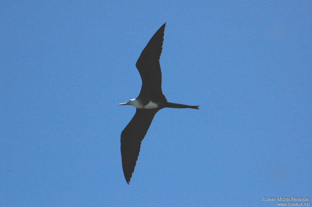 Magnificent Frigatebird female adult