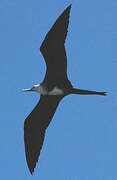 Magnificent Frigatebird