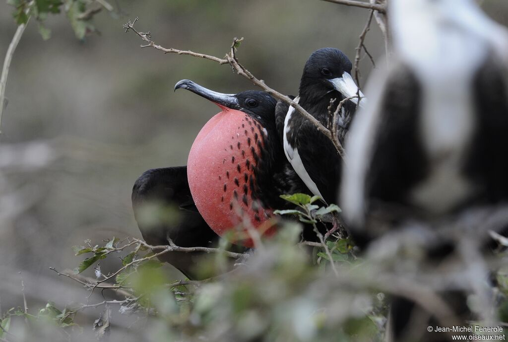 Magnificent Frigatebird male adult