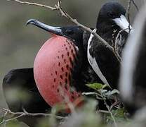 Magnificent Frigatebird