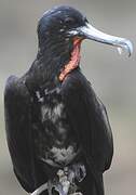 Magnificent Frigatebird