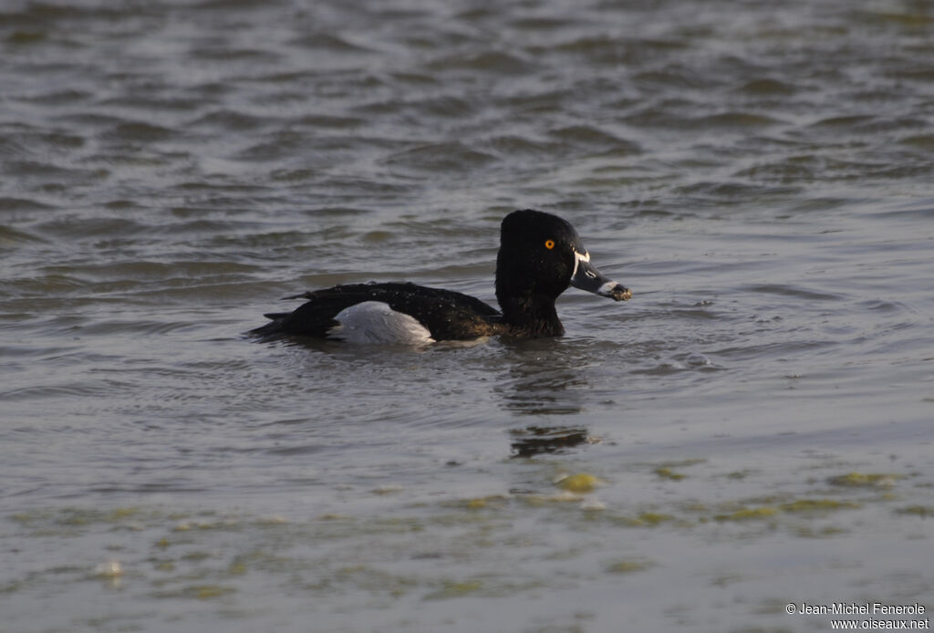 Ring-necked Duck male adult