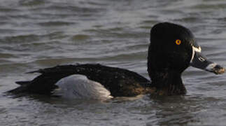 Ring-necked Duck