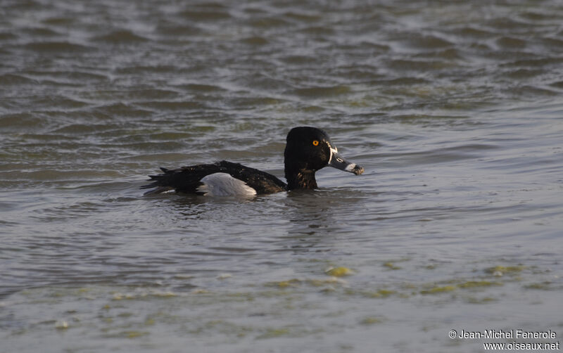 Ring-necked Duck male adult