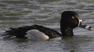 Ring-necked Duck