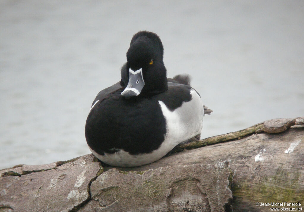 Ring-necked Duck male adult