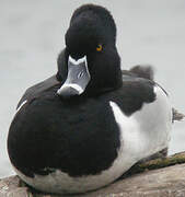 Ring-necked Duck