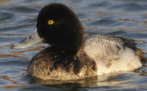 Lesser Scaup