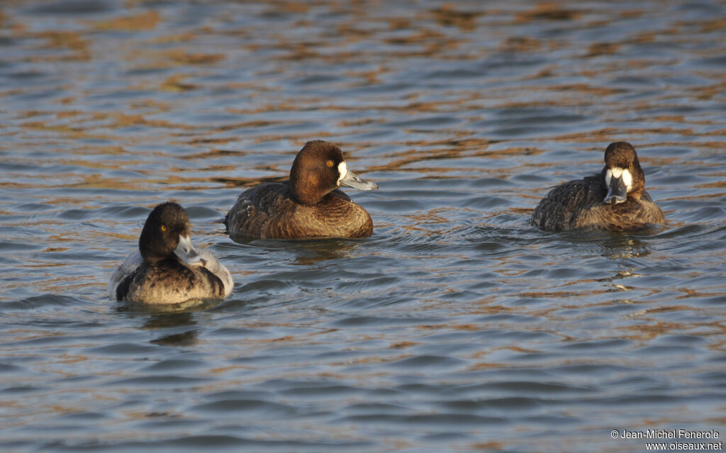 Lesser Scaup 