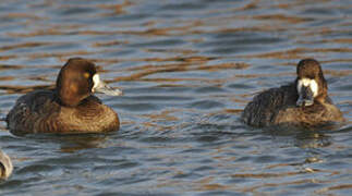 Lesser Scaup