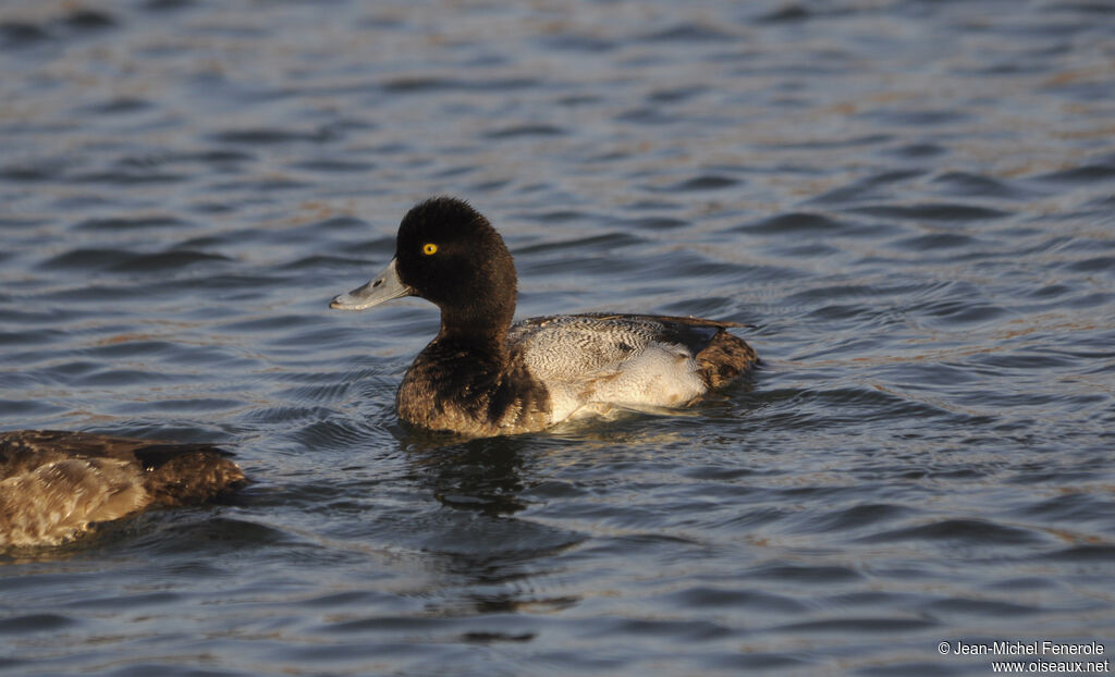 Lesser Scaup male adult